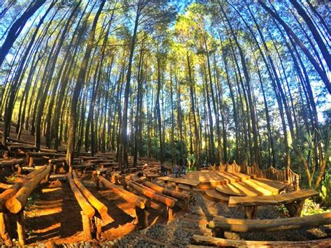 Hutan Pinus Mangunan Jonggol