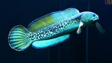 Ikan Channa Pulchra Indonesia