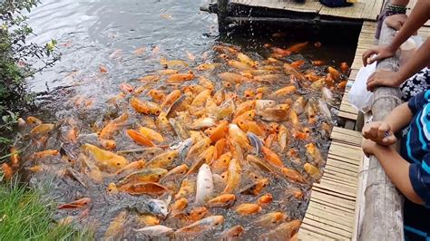 Ikan Mas Betina dalam Budidaya