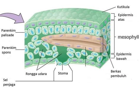 Jaringan Epidermis