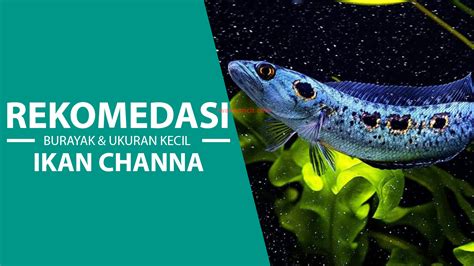 Jenis Makanan Untuk Ikan Channa Besar