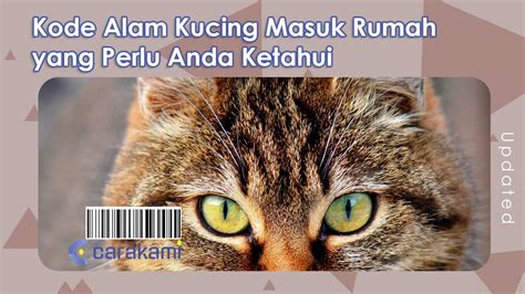 10 Jenis Kucing Populer di Indonesia