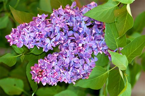 Lilac flower