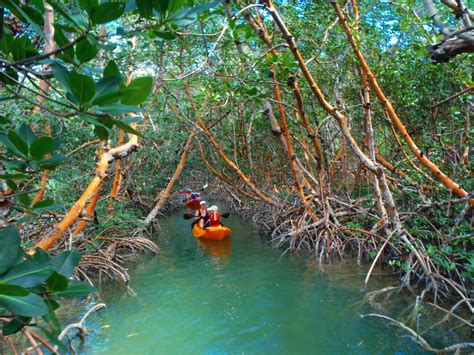Mangrove Tour Taman Pintar