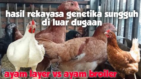 Memperhatikan Genetika Ayam