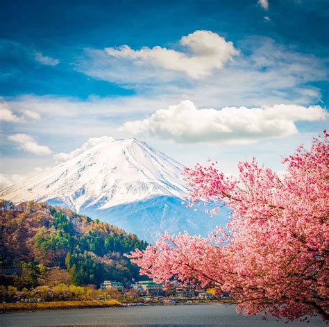 Gunung Fuji saat bunga sakura Meakr