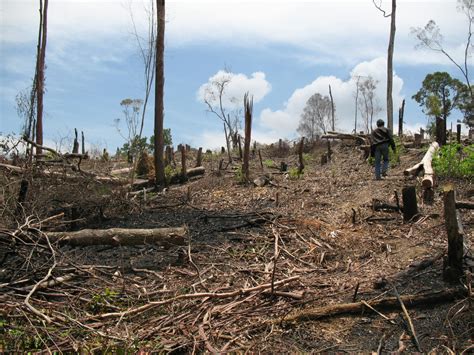 Pencemaran Udara Akibat Deforestasi
