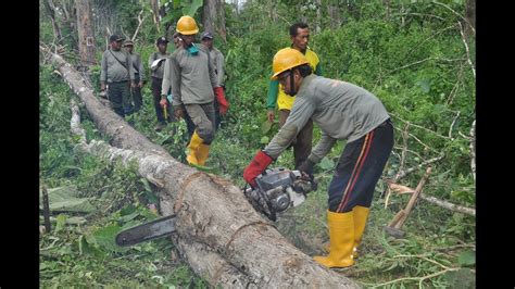 Penebangan Kayu di Hutan Indonesia