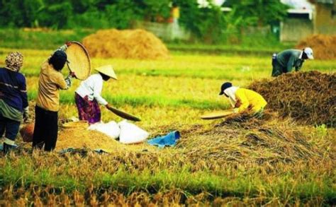 Peran Pemerintah dan Masyarakat Indonesia dalam Pertanian