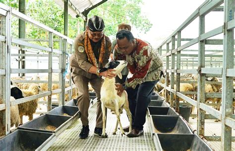 Peternakan Domba Indonesia