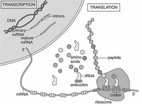 Peran RNA dalam Sel