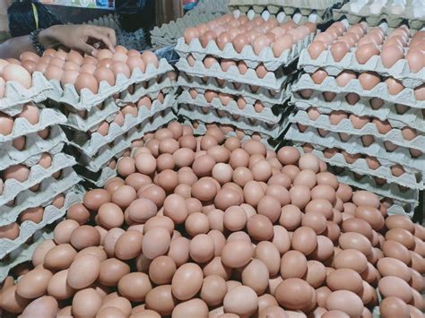 Strategi Pemerintah Mengendalikan Harga Telur Ayyam