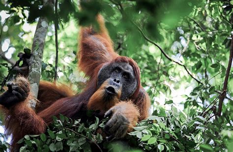 Hewan dan Tumbuhan di Indonesia