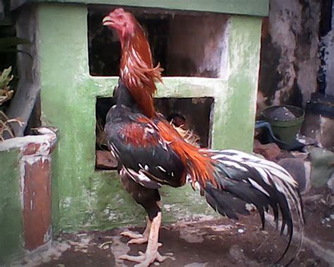 ayam bangkok bertarung indonesia
