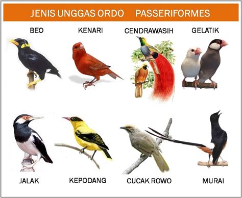 Pemanfaatan Bahasa Burung