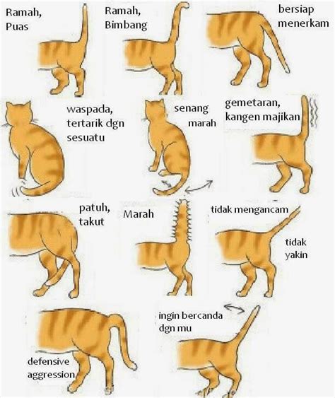 Bahasa Tubuh Kucing
