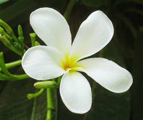 bunga daun putih