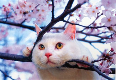 Nama kucing bahasa jepang Sakura