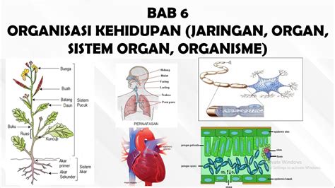 Diagram Sistem Organisme