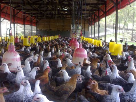 Ternak Ayam di Indonesia: Mengenal Kandang yang Efektif dan Berkelanjutan