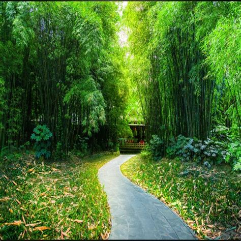 potensi sumber daya alam di hutan bambu
