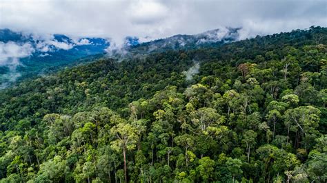 Hutan di Indonesia