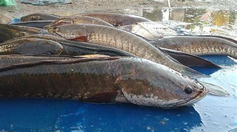 Ikan Gabus Segar