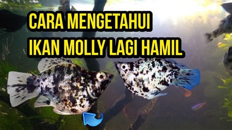 Ikan Molly Hamil