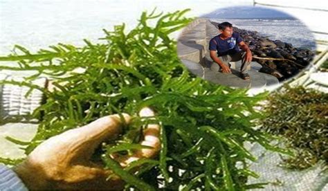 inovasi teknologi budidaya rumput laut