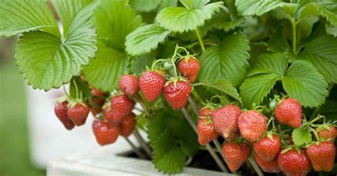 jaga kondisi tanaman strawberry