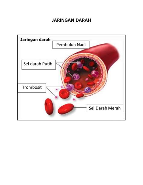 Jaringan Darah