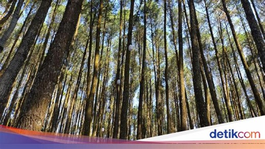 Yoga di Tengah Pohon Pinus