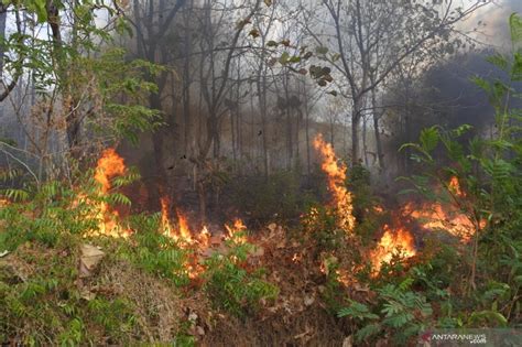 Kebakaran Hutan di Kalimantan Tengah