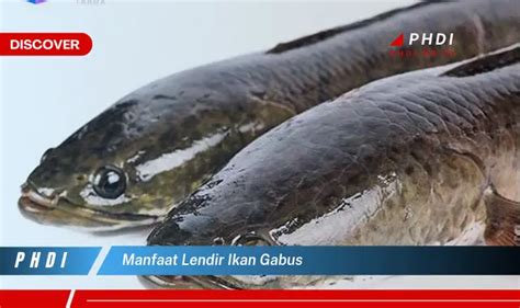 Lapisan Lendir Ikan Gabus