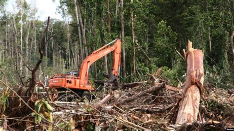 moratorium penebangan hutan
