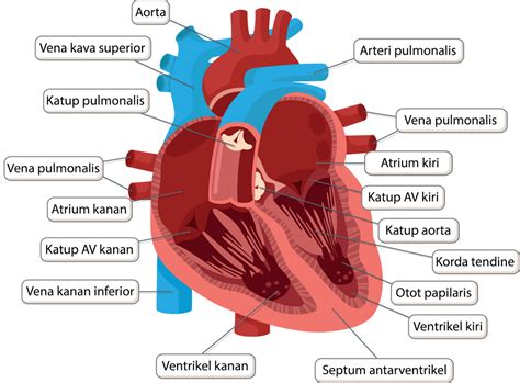 Paru-paru dan Jantung