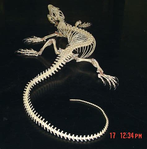 reptile skeleton