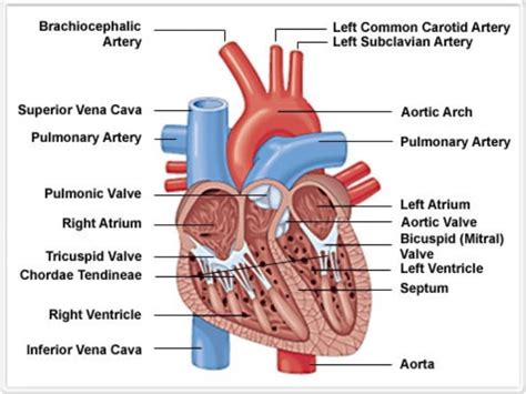 Sistem Kardiovaskular