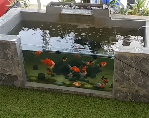 Aquarium dinding untuk ikan cupang