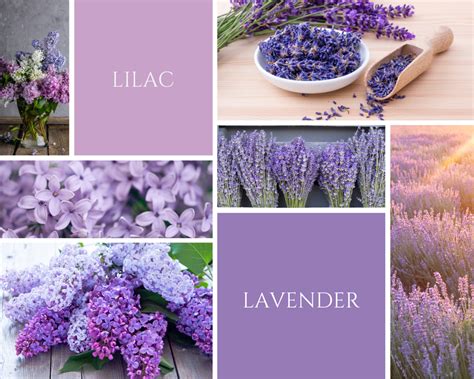 Lilac dan Lavender dalam Alam