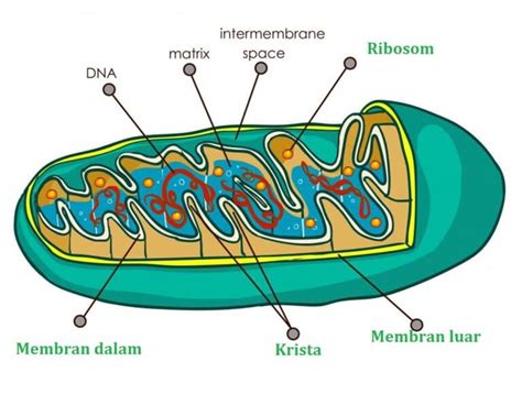 Gangguan pada mitokondria