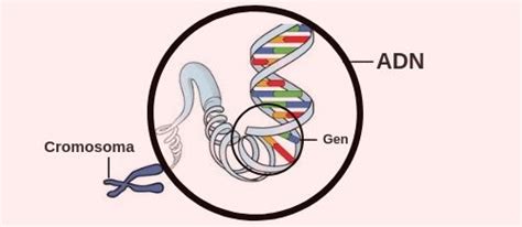 Gen in DNA