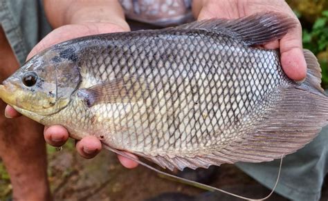 Mengetahui Kandungan Nutrisi dalam Ikan Gurame di Indonesia