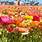 Carlsbad-Flower-Fields
