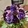 Purple-Flower-Bouquet
