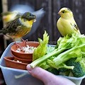 tanaman makanan burung