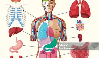 Organ tubuh manusia