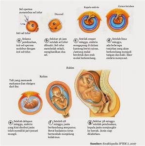 Jaringan Hubungan Antara Embrio dan Dinding Uterus