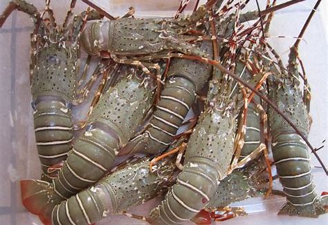 udang lobster air tawar