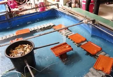kolam pemeliharaan udang lobster air tawar